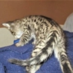 Savannah, F-2B, Brown Spotted Male DOB 3-26-18