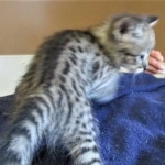 Savannah, F-2B, Brown Spotted Male DOB 3-26-18