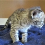 Savannah, F-2B, Brown Spotted Male DOB 3-26-18