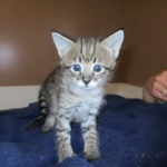 Savannah, F-2B, Brown Spotted Male DOB 3-26-18