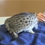 Savannah, F-2B, Brown Spotted Male DOB 3-26-18