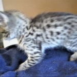 Savannah, F-2B, Brown Spotted Male DOB 3-26-18