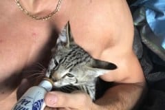 Zuri, F-2B Savannah Brown Spotted Male #3 DOB 3-26-18