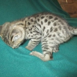 Savannah, F-2B, Brown Spotted Male DOB 3-26-18