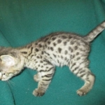 Savannah, F-2B, Brown Spotted Male DOB 3-26-18