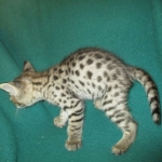 Savannah, F-2B, Brown Spotted Male DOB 3-26-18