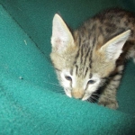 Savannah, F-2B, Brown Spotted Male DOB 3-26-18