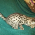 Savannah, F-2B, Brown Spotted Male DOB 3-26-18