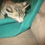 Savannah, F-2B, Brown Spotted Male DOB 3-26-18