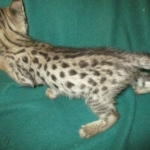 Savannah, F-2B, Brown Spotted Male DOB 3-26-18