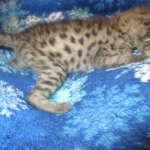 Savannah, F-2B, Brown Spotted Male DOB 3-26-18