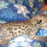 Savannah, F-2B, Brown Spotted Male DOB 3-26-18