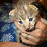 Savannah, F-2B, Brown Spotted Male DOB 3-26-18