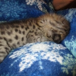 Savannah, F-2B, Brown Spotted Male DOB 3-26-18