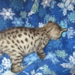 Savannah, F-2B, Brown Spotted Male DOB 3-26-18