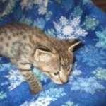 Savannah, F-2B, Brown Spotted Male DOB 3-26-18