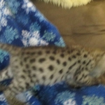 Savannah, F-2B, Brown Spotted Male DOB 3-26-18