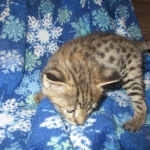 Savannah, F-2B, Brown Spotted Male DOB 3-26-18