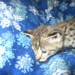 Savannah, F-2B, Brown Spotted Male DOB 3-26-18