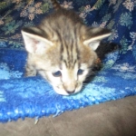 Savannah, F-2B, Brown Spotted Male DOB 3-26-18