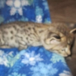 Savannah, F-2B, Brown Spotted Male DOB 3-26-18