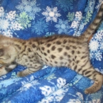 Savannah, F-2B, Brown Spotted Male DOB 3-26-18