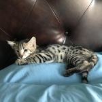 Zuri, Savannah, F-2B, Brown Spotted Male DOB 3-26-18