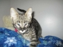 Musta, F-2B Savannah Brown Spotted Male DOB 3/26/18