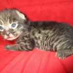 Savannah, F-2B, Brown Spotted Male DOB 3-26-18