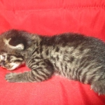 Savannah, F-2B, Brown Spotted Male DOB 3-26-18