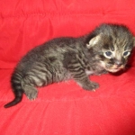 Savannah, F-2B, Brown Spotted Male DOB 3-26-18