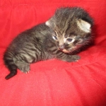 Savannah, F-2B, Brown Spotted Male DOB 3-26-18