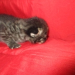 Savannah, F-2B, Brown Spotted Male DOB 3-26-18