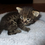 Savannah, F-2B, Brown Spotted Male DOB 3-26-18