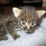 Savannah, F-2B, Brown Spotted Male DOB 3-26-18