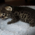 Savannah, F-2B, Brown Spotted Male DOB 3-26-18