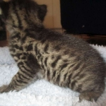 Savannah, F-2B, Brown Spotted Male DOB 3-26-18