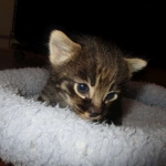 Savannah, F-2B, Brown Spotted Male DOB 3-26-18