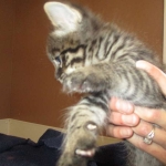 Savannah, F-2B, Brown Spotted Male DOB 3-26-18