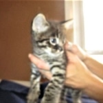 Savannah, F-2B, Brown Spotted Male DOB 3-26-18