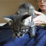 Savannah, F-2B, Brown Spotted Male DOB 3-26-18