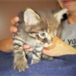 Savannah, F-2B, Brown Spotted Male DOB 3-26-18