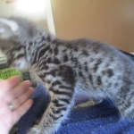 Savannah, F-2B, Brown Spotted Male DOB 3-26-18