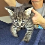 Savannah, F-2B, Brown Spotted Male DOB 3-26-18