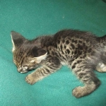 Savannah, F-2B, Brown Spotted Male DOB 3-26-18