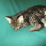 Savannah, F-2B, Brown Spotted Male DOB 3-26-18