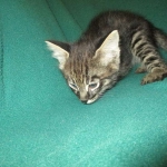 Savannah, F-2B, Brown Spotted Male DOB 3-26-18