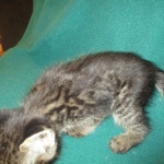 Savannah, F-2B, Brown Spotted Male DOB 3-26-18