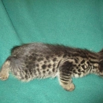 Savannah, F-2B, Brown Spotted Male DOB 3-26-18