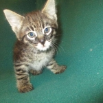 Savannah, F-2B, Brown Spotted Male DOB 3-26-18